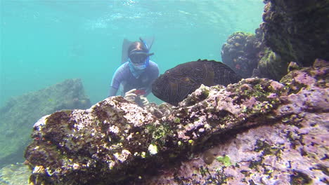 Un-Buzo-Turístico-Se-Acerca-A-Un-Halcón-Descansando-A-Lo-Largo-De-Un-Arrecife-De-Coral-Bajo-El-Agua