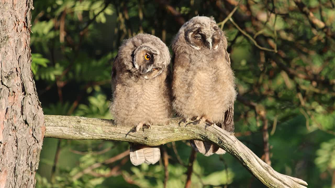 Due giovani gufi comuni dalle lunghe orecchie appollaiati sul ramo di un albero in una foresta, che osservano l'ambiente circostante e mostrano alcuni comportamenti da gufetto. Nella Finlandia meridionale