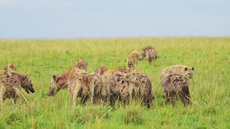 Toma-En-Cámara-Lenta-De-Hienas-Cacareando-Alimentándose-De-Una-Presa-Rescatada,-Comiendo-Restos-De-Animales-En-La-Reserva-Nacional-Masai-Mara,-Kenia,-áfrica-Safari-Masai-Mara-Conservación-Del-Norte