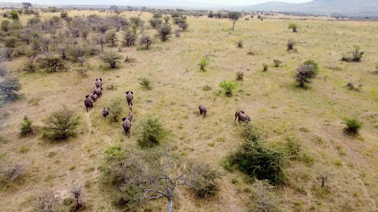 Filmatisk luftopptak av en familie afrikanske elefanter som streifer over den enorme Maasai Mara-savannen i Kenya på dagtid, og viser dyreliv i sitt naturlige habitat