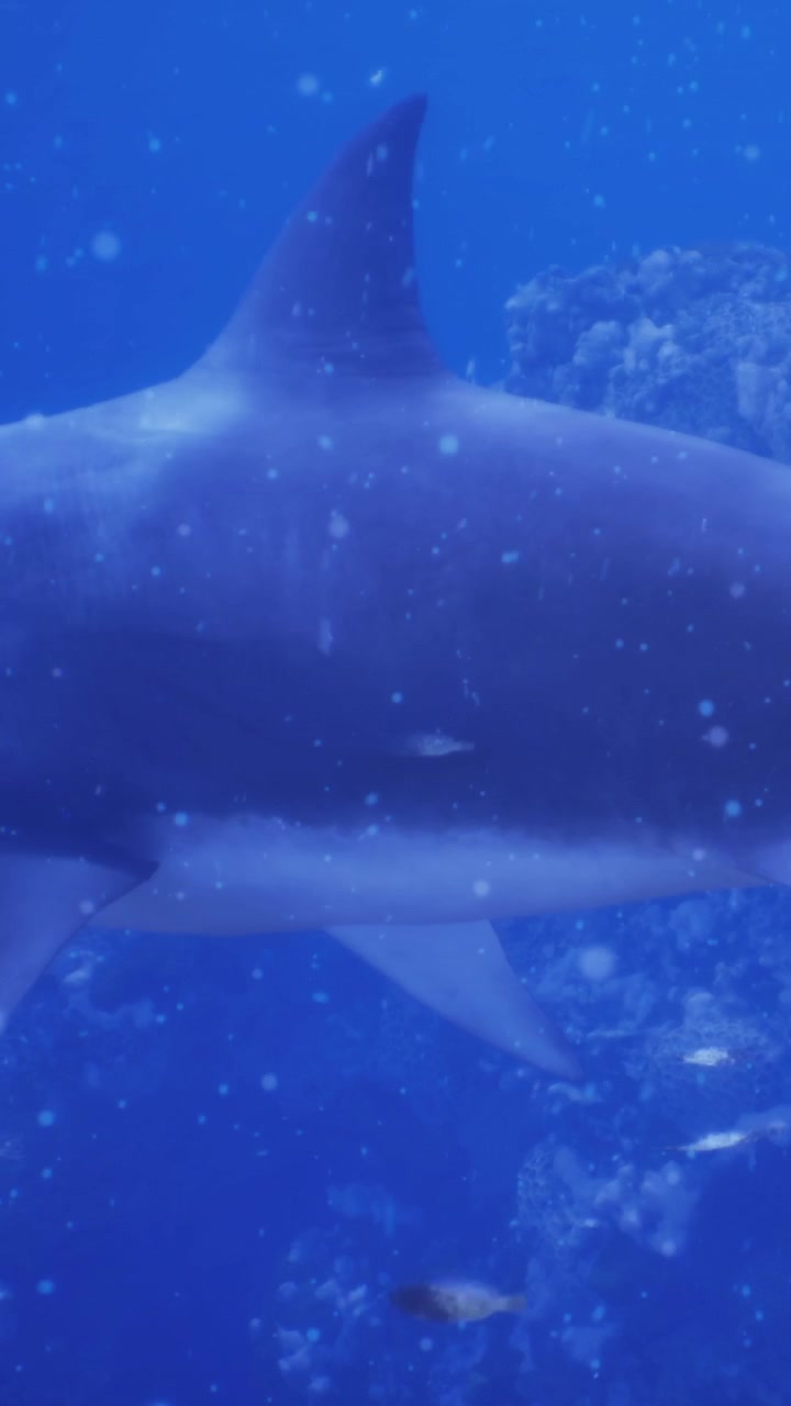Giant shark swims through ocean waters during daytime