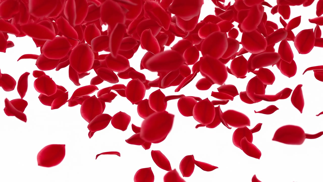 Pétalos de rosa de color rojo brillante caen suavemente sobre un fondo blanco limpio, creando una suave composición floral con profundidad en capas y movimiento delicado.