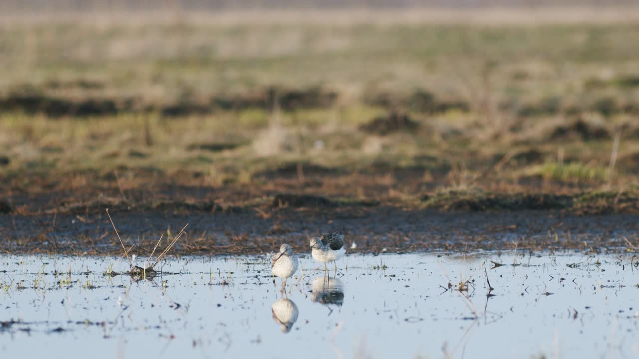 Commong greenshank feeding in wetland during spring migration