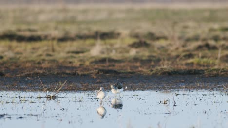 commong greenshank alimentación en humedales durante la migración de primavera