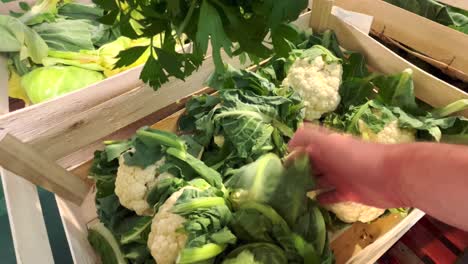 a shelf with fruits and vegetables in a grocery store, cauliflowers are lying in containers