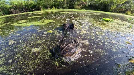 Alligator-Versteckt-Sich-Im-Sumpf,-Nahaufnahme,-Weitwinkel-Super-Slomo-Blinzeln