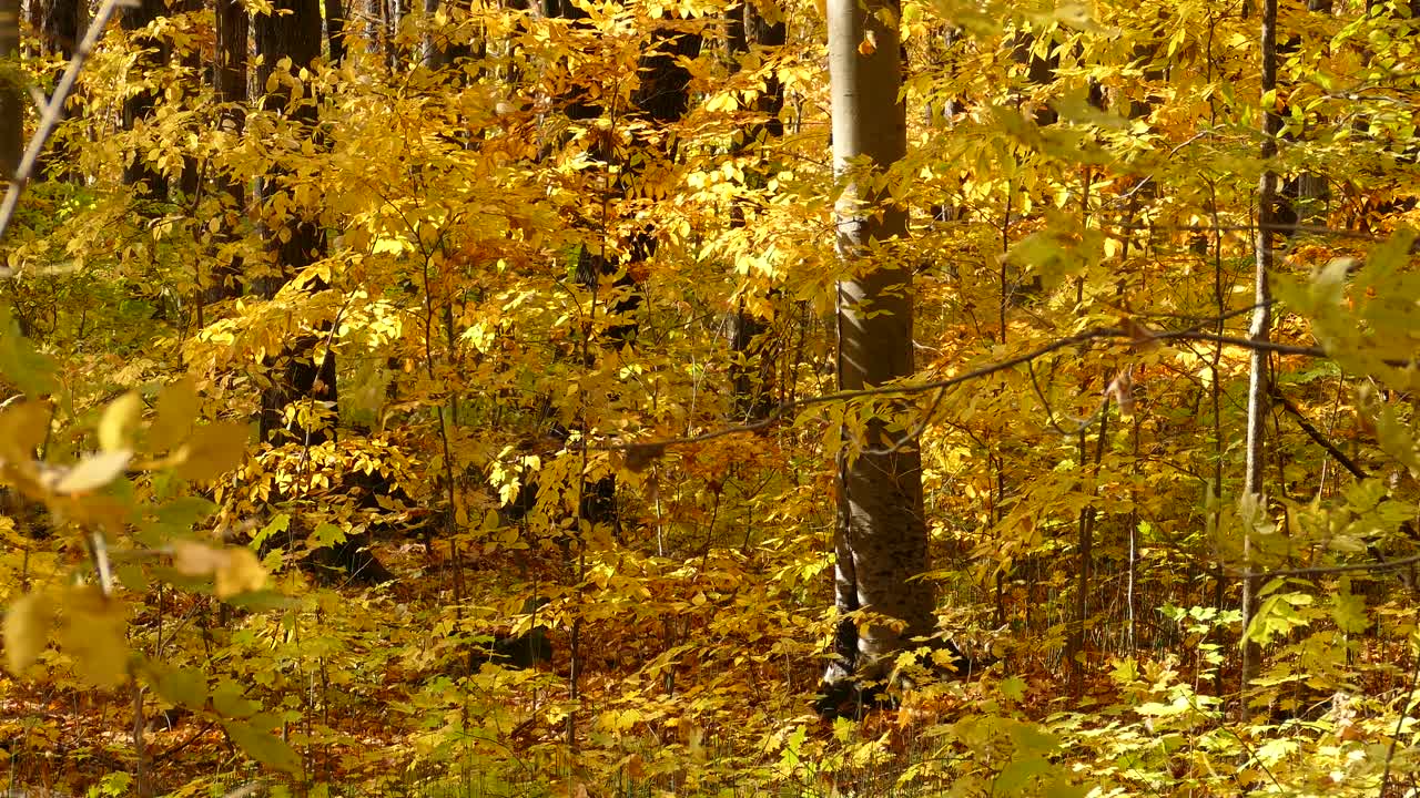 hermoso paisaje de bosque caducifolio con hojas de otoño cayendo con la brisa
