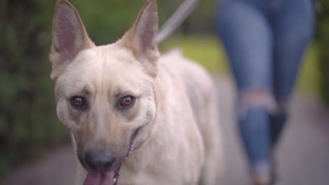 close up of a dog walking the park