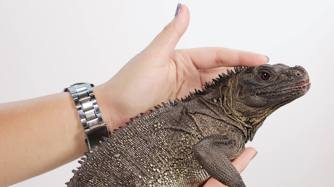 Hands gently petting an iguana in a bright setting, showcasing calm interaction and reptile care