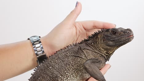 hands gently petting an iguana in a bright setting, showcasing calm interaction and reptile care