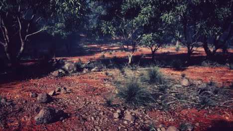 sunset-in-the-australian-bush