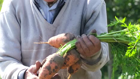 carrot harvesting is underway the farmer shows carrots with leaves in his hands a farmer shows a bunch of fresh organic carrots with green leaves while picking vegetables in the garden