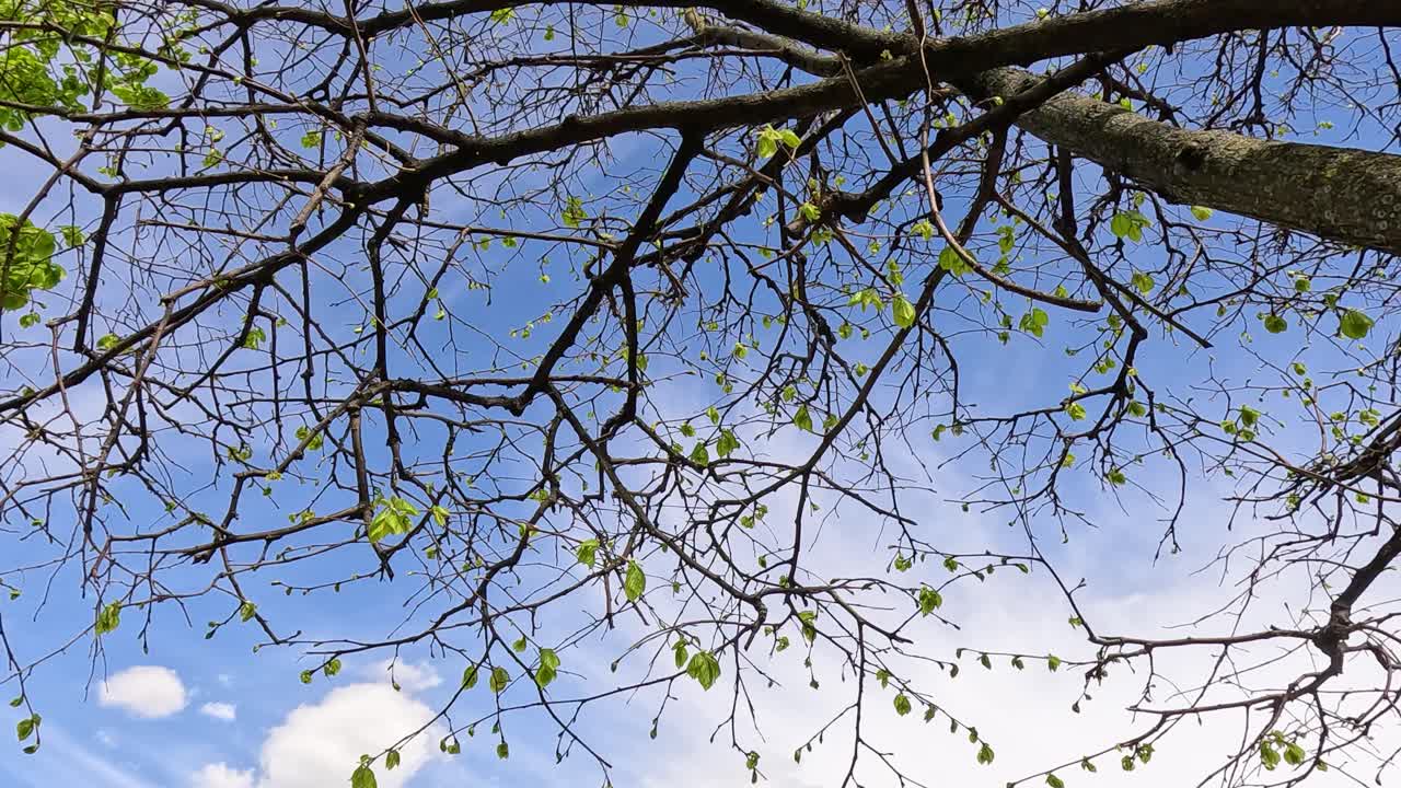 Tree branches with leaves against a blue sky