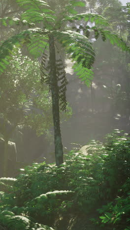 lush tropical forest with sunlight filtering through the trees in the morning
