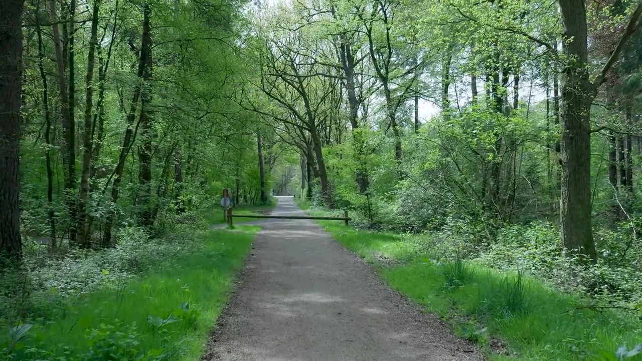 Paved Path Through a Lush Green Forest in Spring