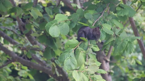 Cute-brown-squirrel-gathers-hazelnuts-on-the-tree