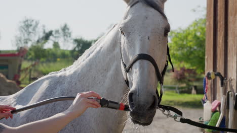 white horse drinks water from a garden hose