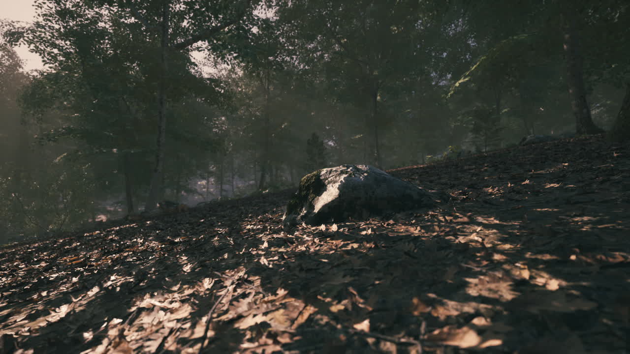 bosque nebuloso con hojas caídas y roca