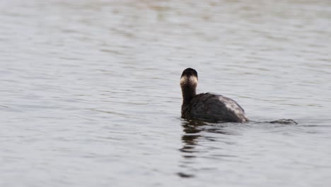 visto moviéndose en el lago hacia la izquierda mientras se acicalaba, somormujo de cuello negro podiceps nigricollis, lago bueng boraphet, nakhon sawan, tailandia
