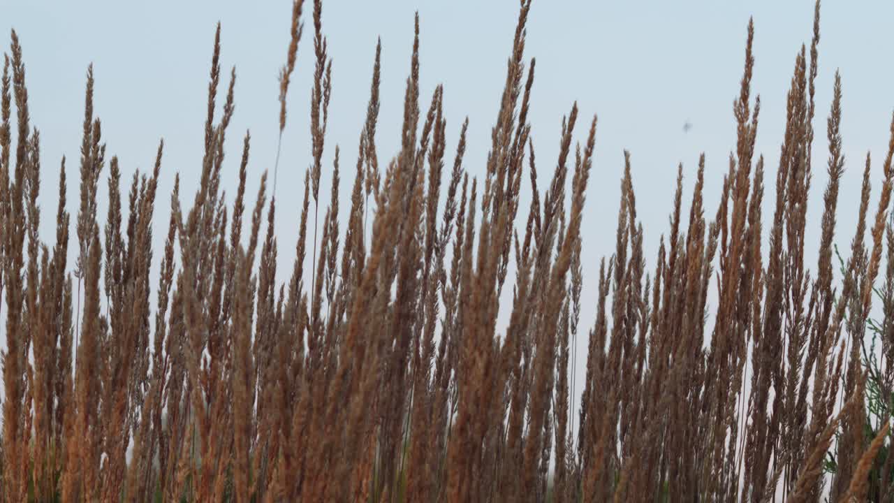 깃털 갈대 풀은 하늘을 배경으로 바람에 천천히 흔들립니다.
