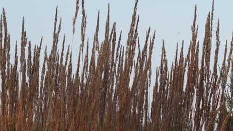 Pluma-Caña-hierba-Se-Balancea-Lentamente-En-El-Viento-Con-El-Cielo-En-El-Fondo