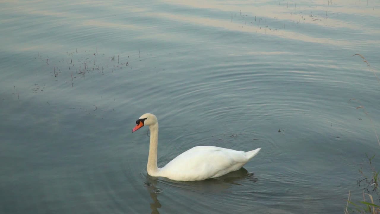 toma lenta de un cisne blanco nadando en un hermoso lago al atardecer con plantas acuáticas en primer plano