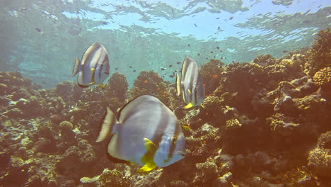 Long-fin-Spade-Fish-or-Bat-Fish-in-The-Coral-Reef-of-The-Red-Sea-of-Egypt-,-shot-on-4K-100-fps