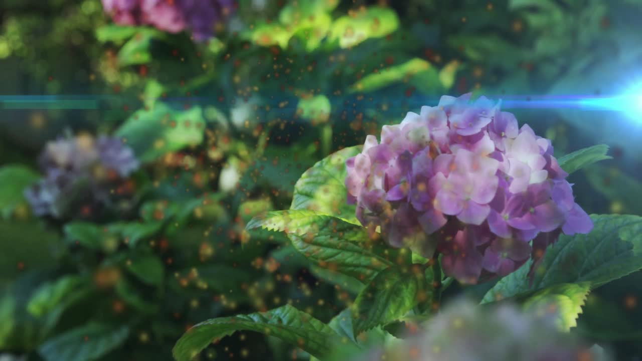 Sunlight streak crossing frame causing hydrangea bloom glowing golden pollen swirling for soft glow