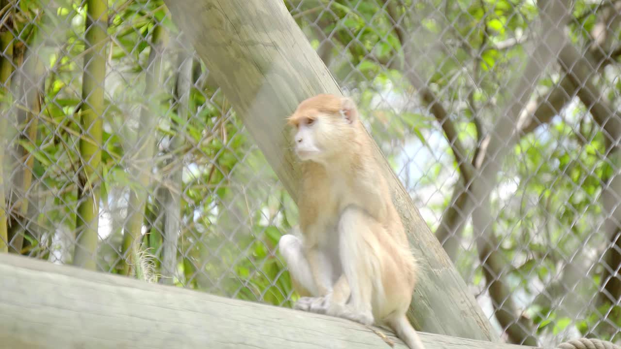 aburrido babuino de guinea en cautiverio mirando a su alrededor, en el área cercada en el zoológico