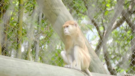 Gelangweilter-Meerpavian-In-Gefangenschaft,-Der-Sich-In-Einem-Eingezäunten-Bereich-Im-Zoo-Umsieht