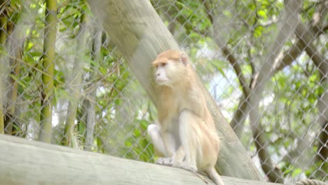 aburrido babuino de guinea en cautiverio mirando a su alrededor, en el área cercada en el zoológico