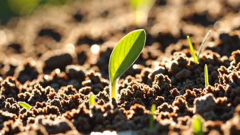 sprouting seedling in soil