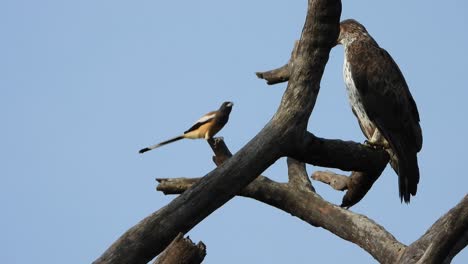águila esperando orar uhd mp4 4k