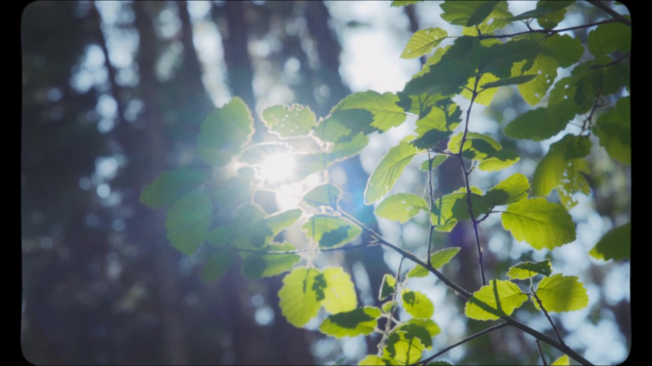 Sonnenlicht durch grüne Blätter