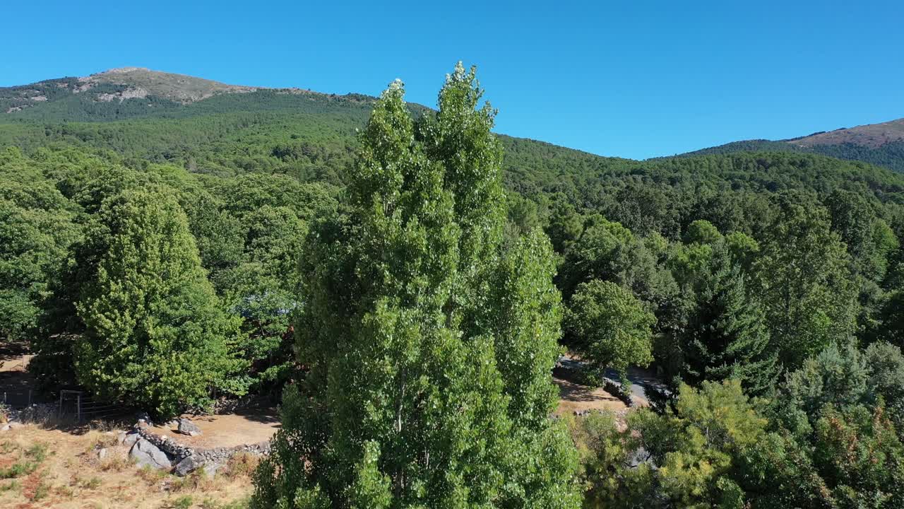 UPWARD FLIGHT WITH A DRONE VIEWING A POPLAR WITH A BACKGROUND OF MOUNTAINS AND BLUE SKY IN A CHESTNUT FOREST