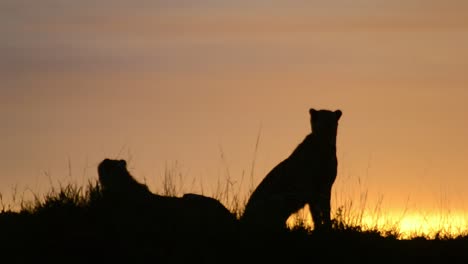 cheetahs at bow of a hill during sunset