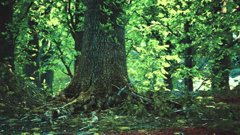 forest landscape with old massive trees and mossy stones