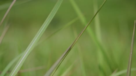 Ein-Mehrjähriges-Gras,-Das-Im-Tropischen-Und-Subtropischen-Asien-Beheimatet-Ist-Und-Auch-In-Mehrere-Länder-Eingeführt-Wurde