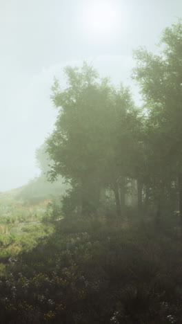foggy forest path