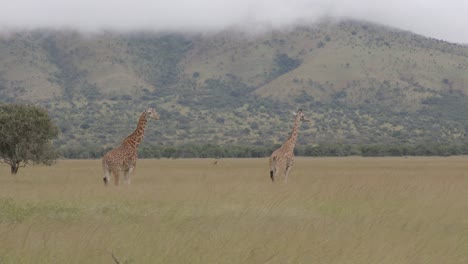 jirafa en ruanda áfrica en un safari
