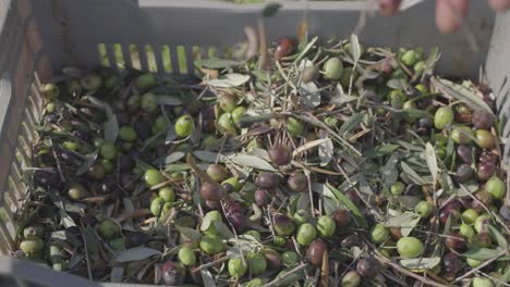 top-down slow motion view of freshly harvested olives falling into a basket