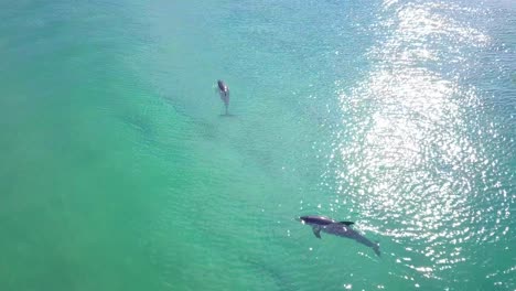 stunning morning flight over two dolphins in wild colorful ocean, australia