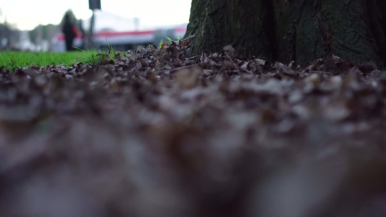 comienzo de otoño con hojas cayendo debajo de un gran árbol
