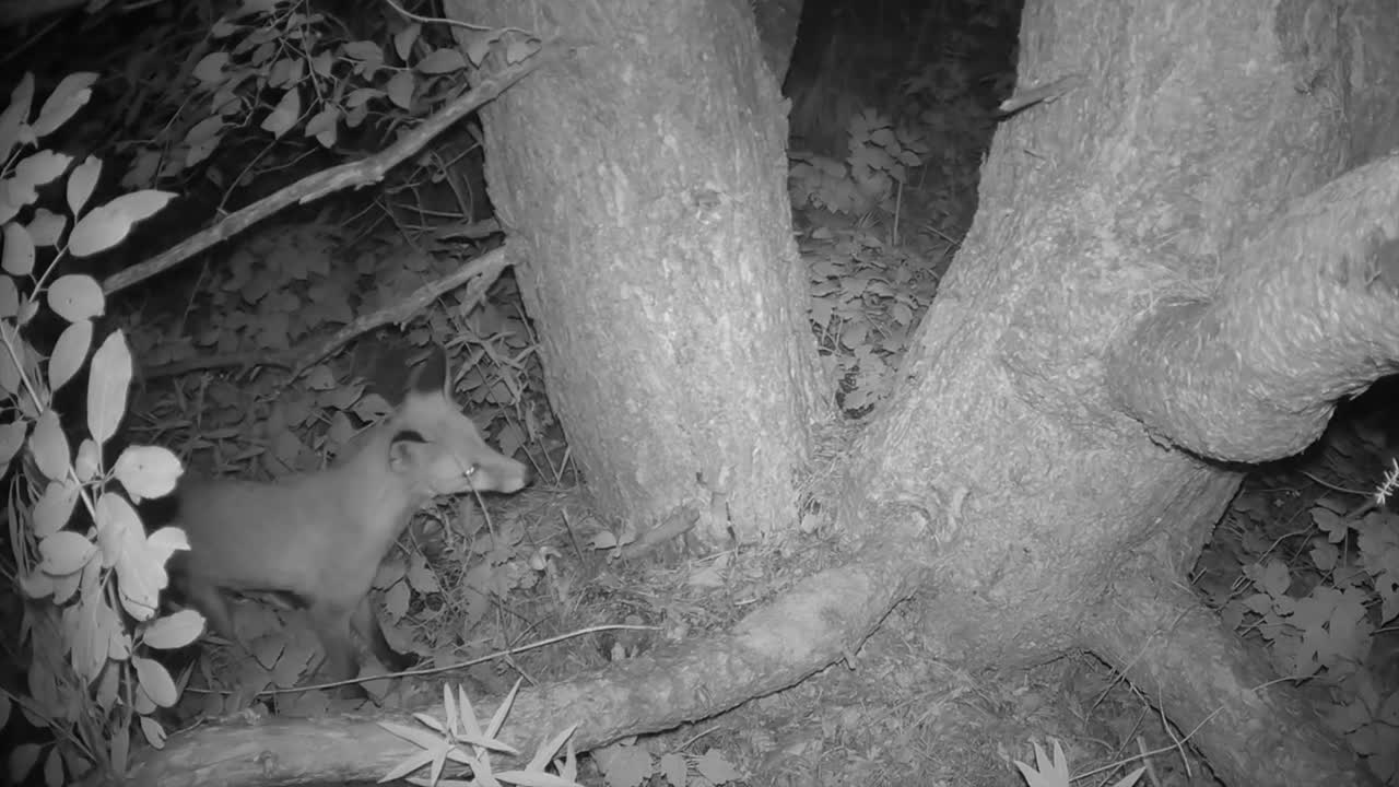 Volpe rossa (Vulpes vulpes) catturata da una fototrappola sotto un pino a Saaremaa, Estonia