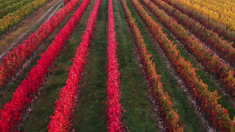 Aerial-view-over-colorful-autumn-vineyard-with-red-and-orange-foliage,-in-the-italian-countryside,-at-sunset