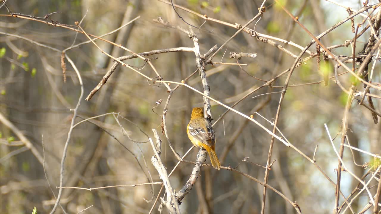 pequeño pájaro naranja comiendo insectos de la rama de un árbol mientras se alza, vida silvestre del bosque - toma estática