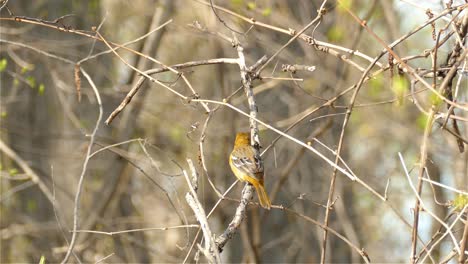 Kleiner-Orangefarbener-Vogel,-Der-Insekten-Vom-Ast-Frisst,-Während-Er-Sich-Niederlässt,-Waldtiere---Statische-Aufnahme