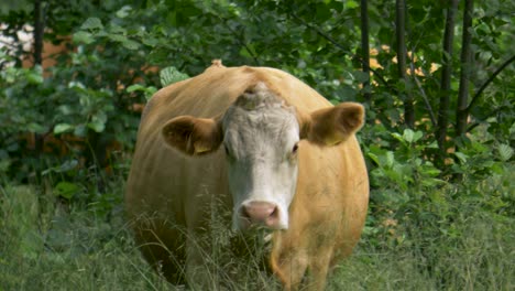 large bovine cow walking through long grass flapping ears