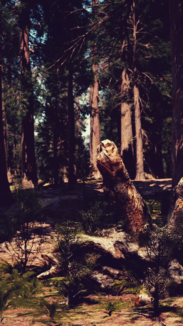 árboles altos en un bosque