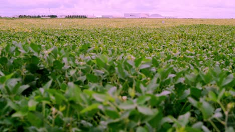 soybean plant stands tall adorned with lush leaves that flutter in wind